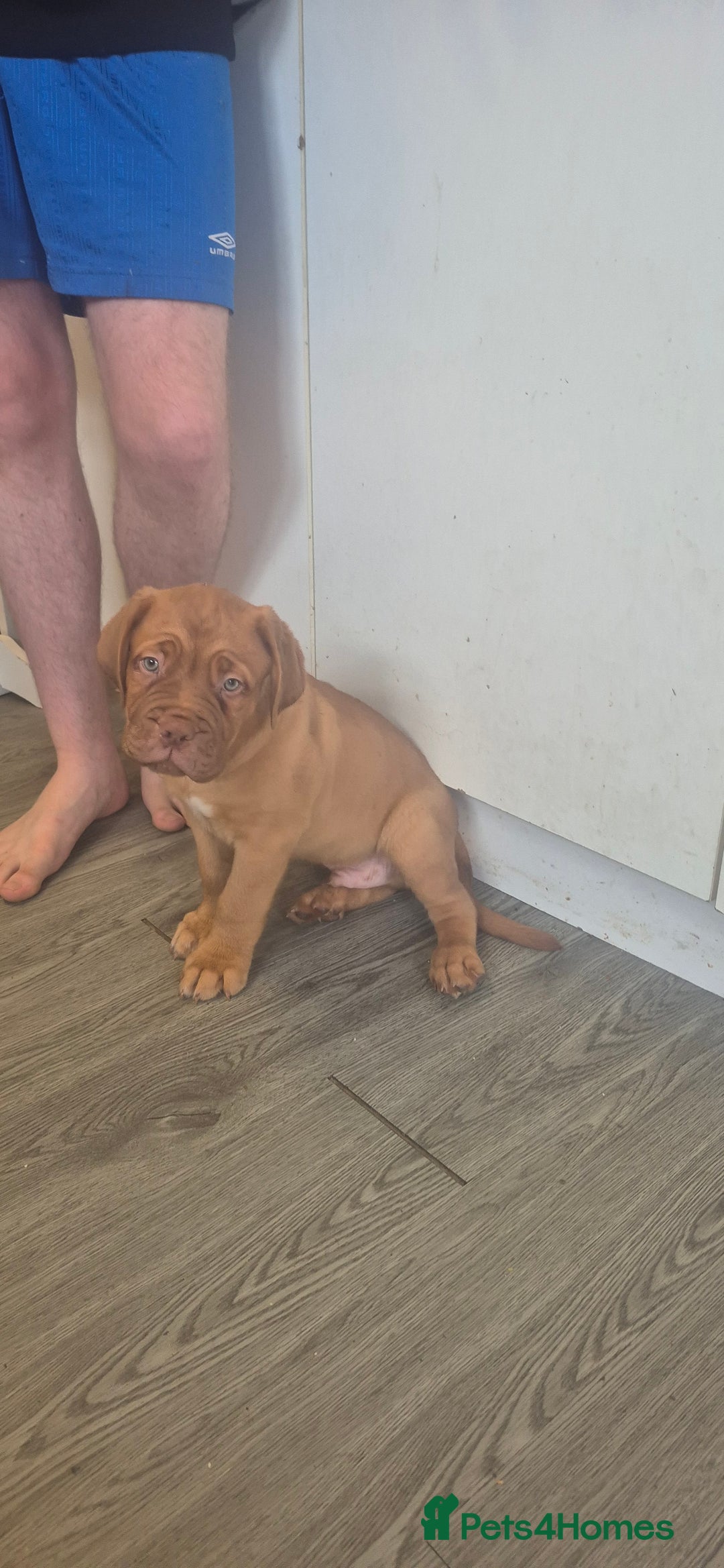 Dogue De Bordeaux dogs for sale: Dogue de bordeux  puppies  - Image 2