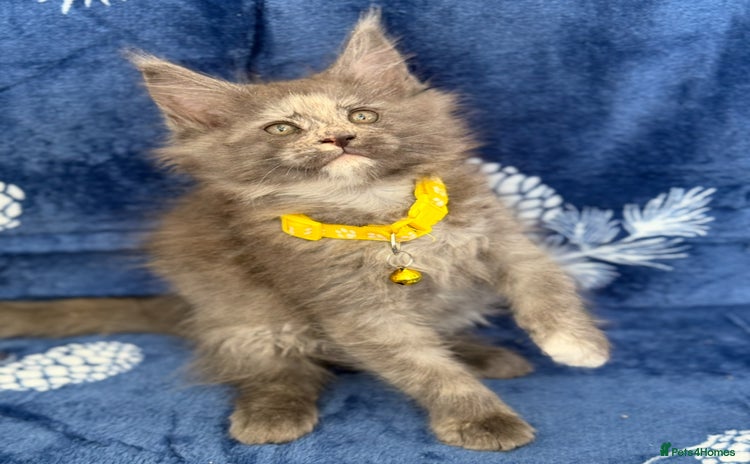 Maine Coon cats Pedigree MainCoon Kittens  - Advert 5