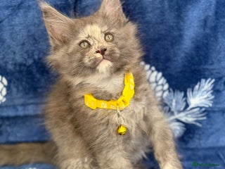 Maine Coon cats Pedigree MainCoon Kittens - Advert 1