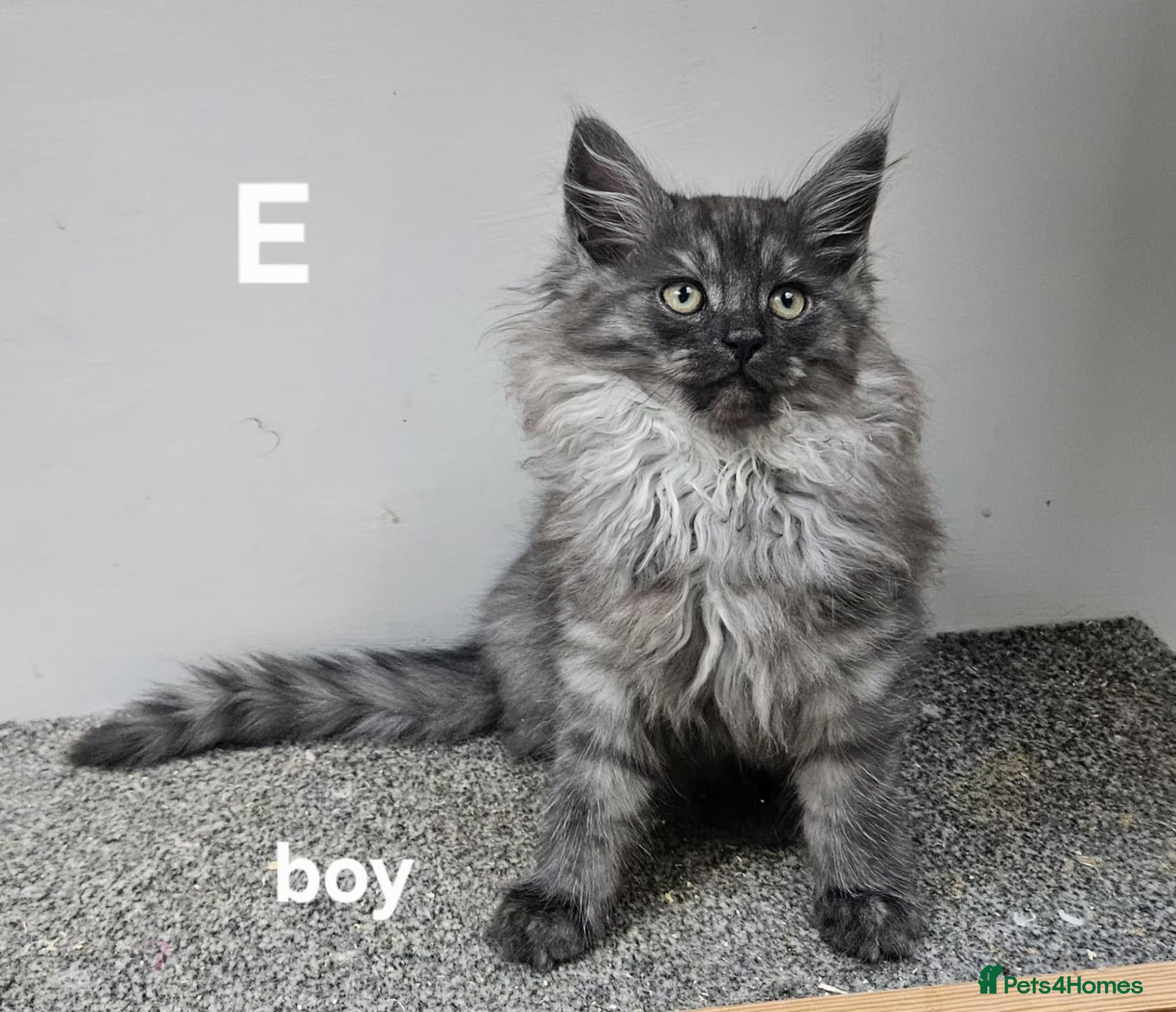 Maine Coon cats for sale: Large Maine Coon kittens regd European bloodline - Advert 12