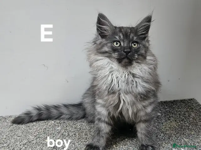 Maine Coon cats for sale: Large Maine Coon kittens regd European bloodline - Advert 12