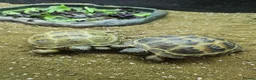 Tortoise reptiles for sale: Horsefield tortoise babies for sale - Advert 3