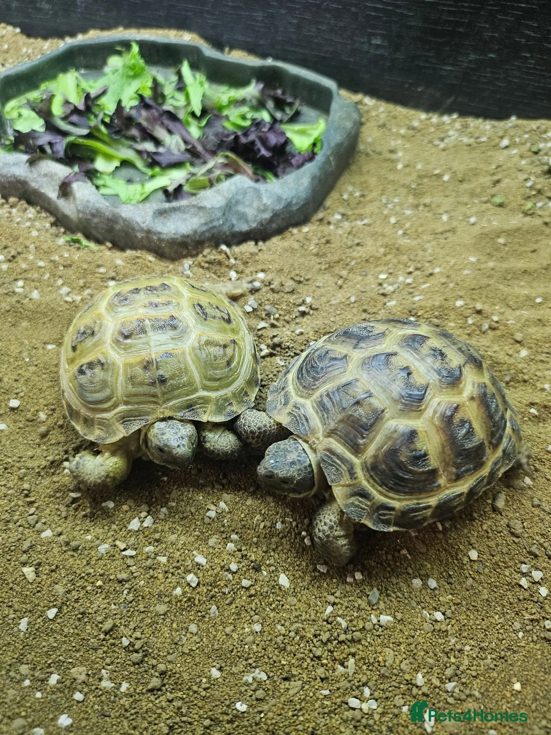 Tortoise reptiles for sale: Horsefield tortoise babies for sale - Advert 3
