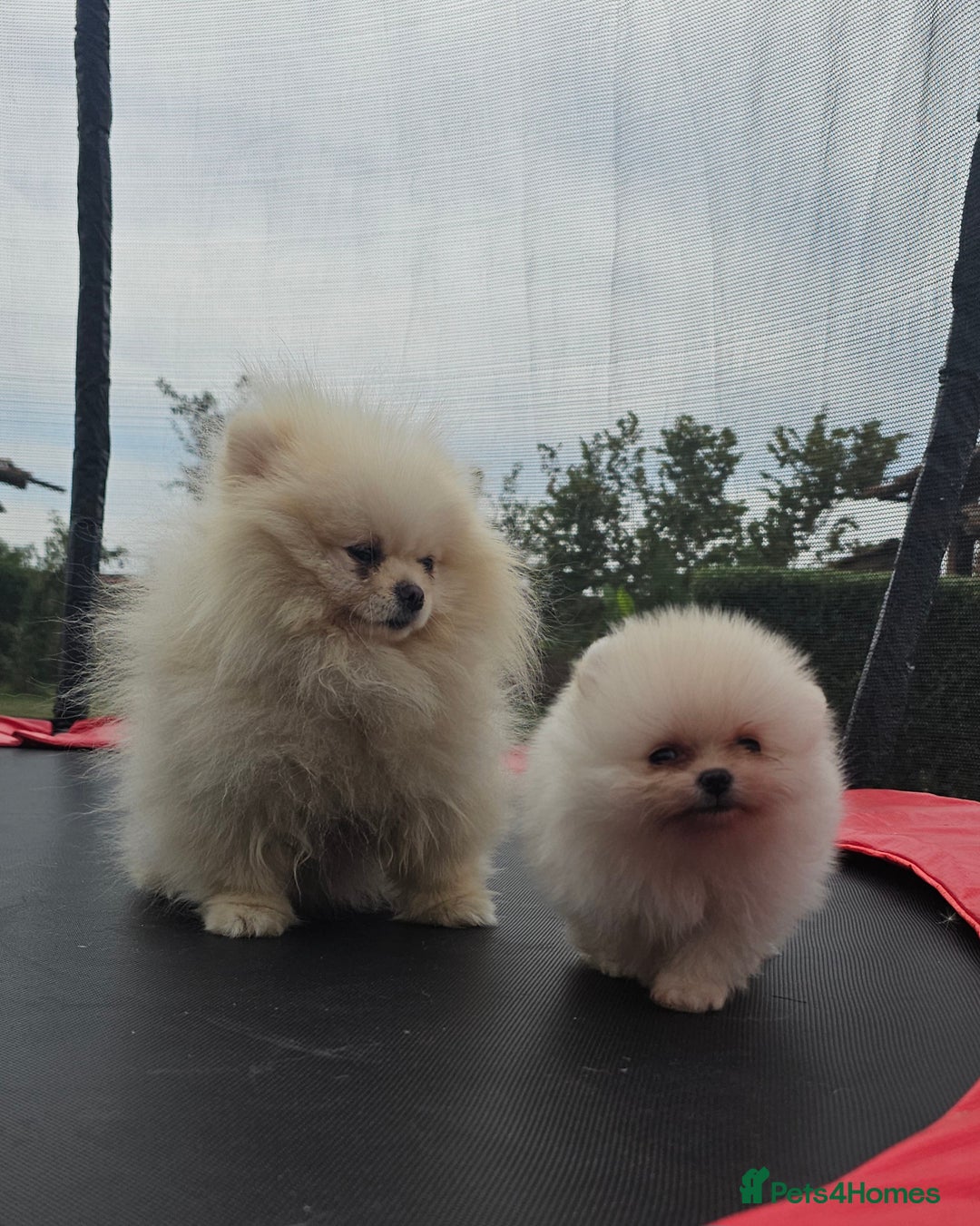 Pomeranian dogs for sale: Adorable Pomeranian Boy Puppy for Sale! - Image 9