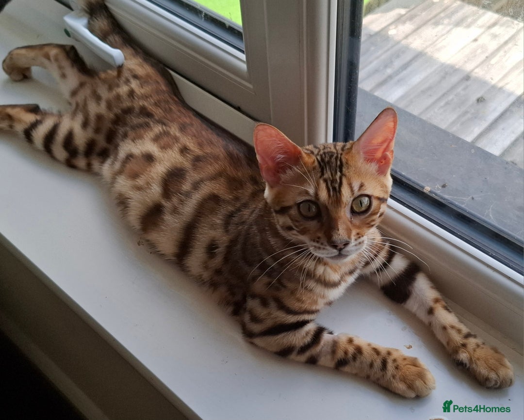 Bengal cats for sale: Pure Bengal kittens  in Cheltenham - Image 13