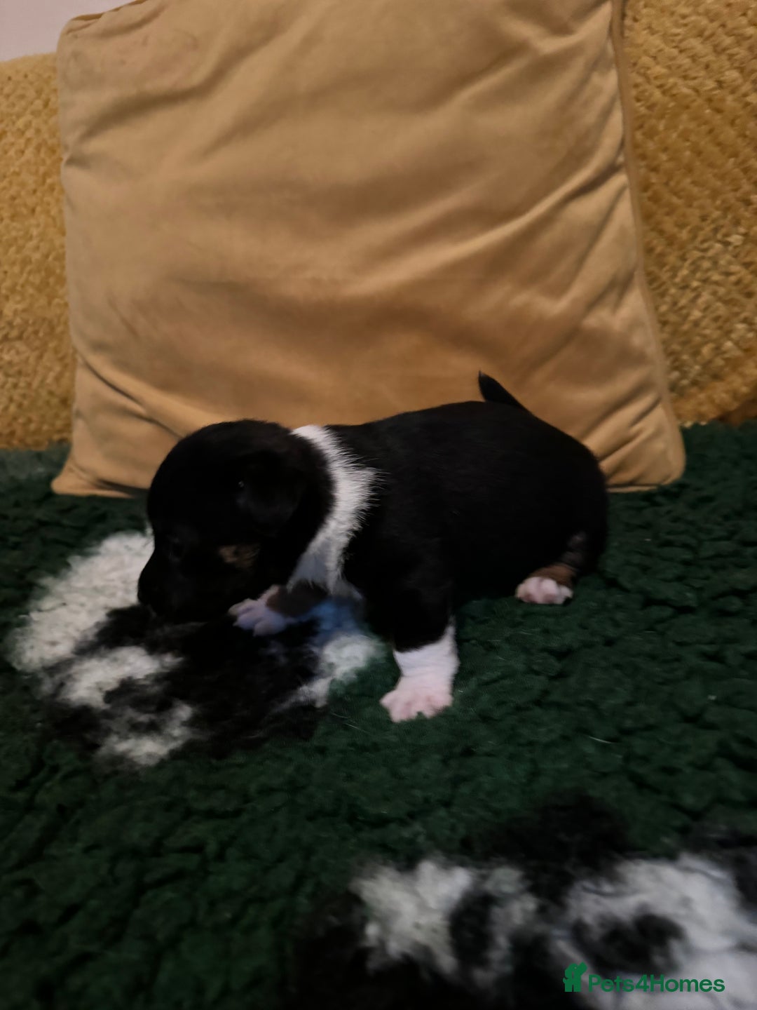 Jack Russell dogs for sale: Stunning Miniature Jack Russell Puppies  - Image 3
