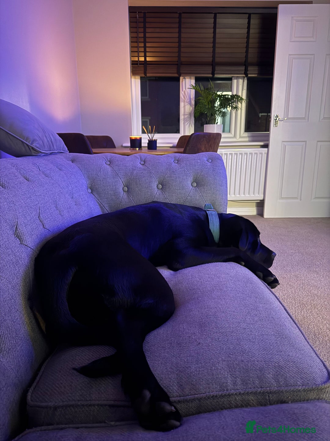 Mixed Breed dogs for sale: 8 month old male cane corso for new loving home - Advert 16