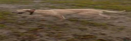 Lurcher dogs for sale: Whippet/Bedlington puppies (Lurcher) - Advert 12