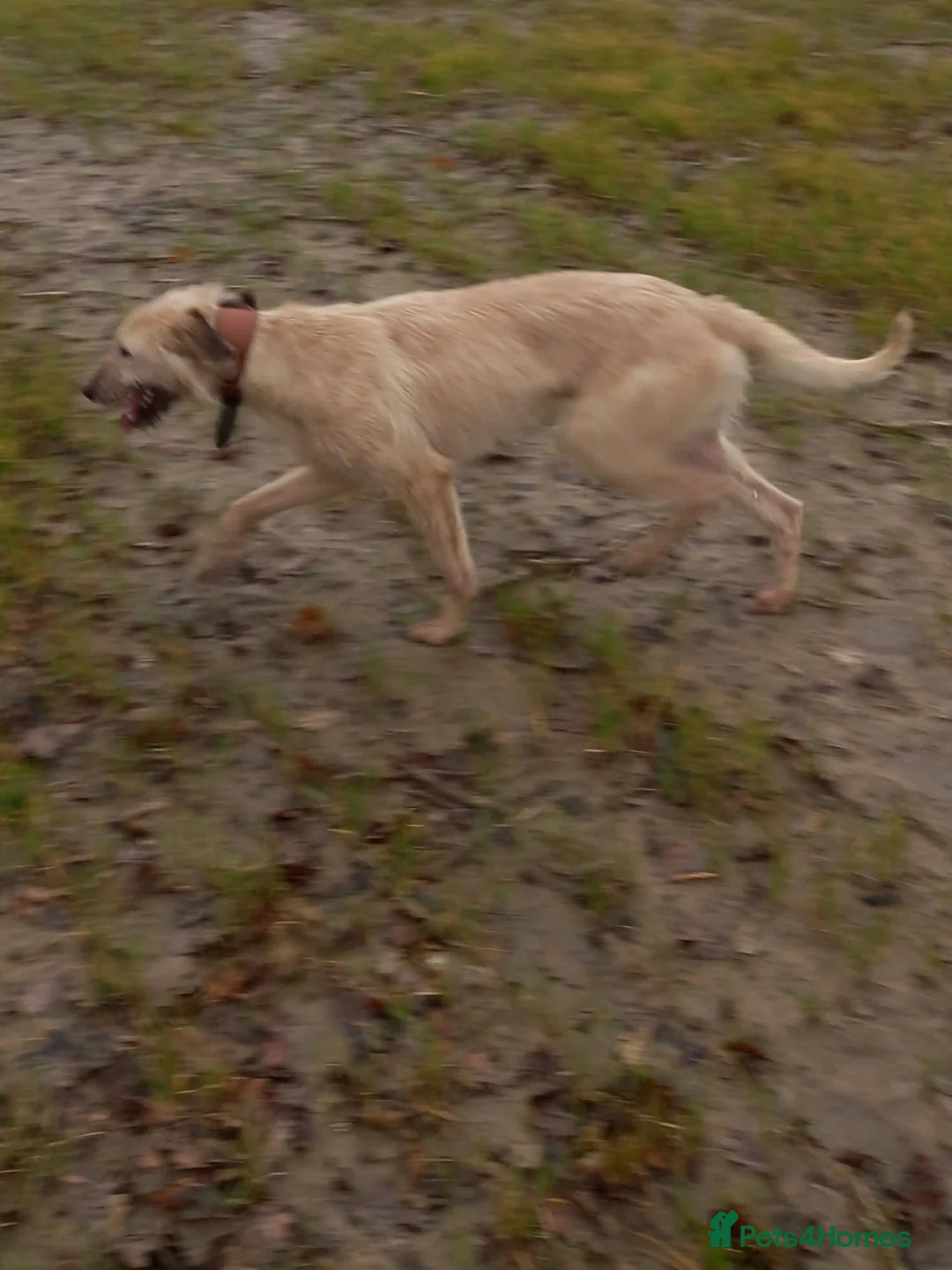 Lurcher dogs for sale: Whippet/Bedlington puppies (Lurcher) - Advert 12