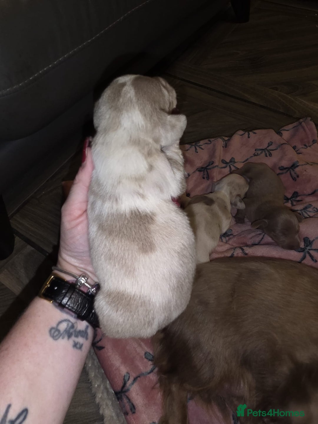 Dachshund dogs for sale: Mini daschund puppies - Image 7