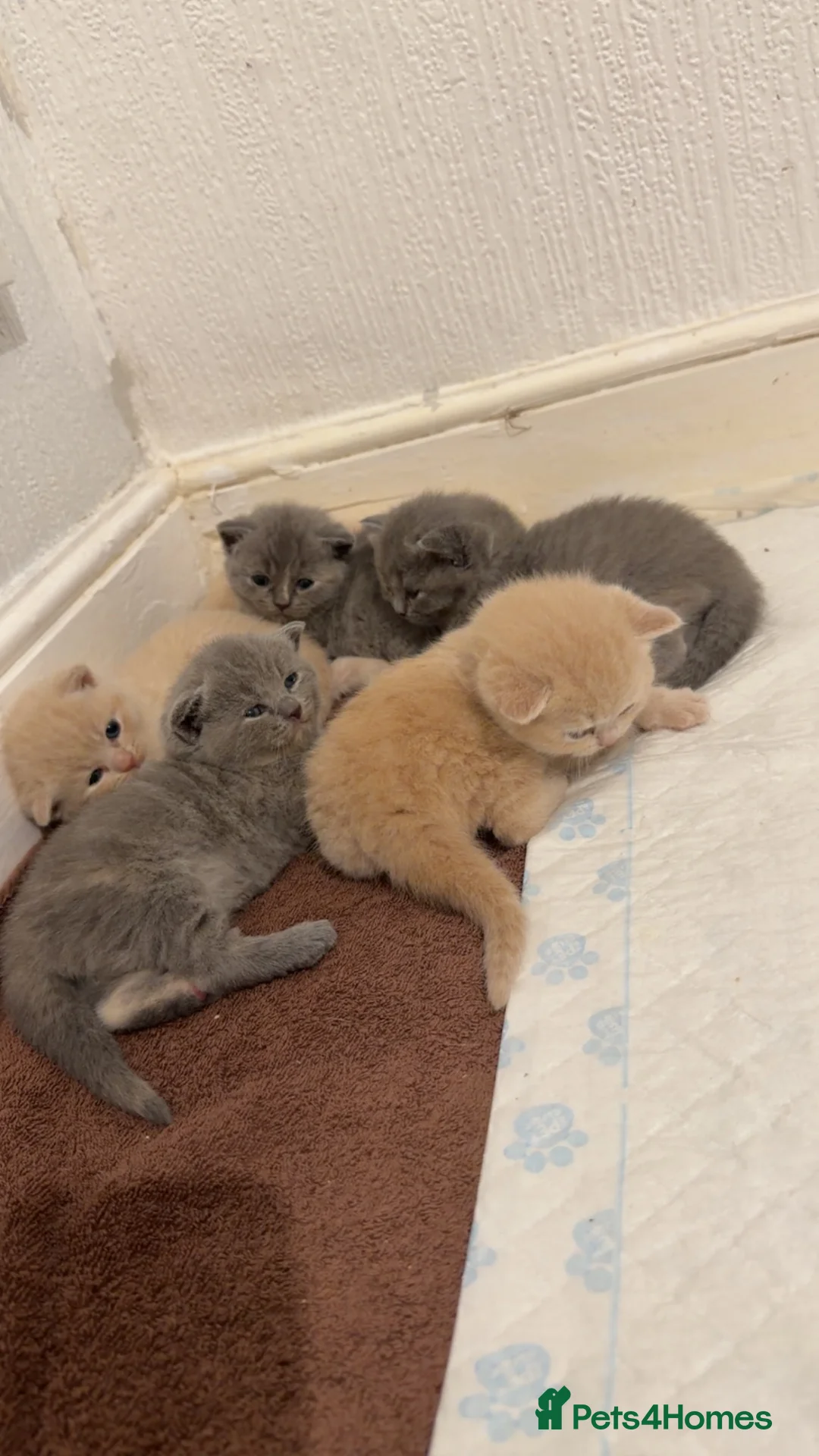 British Shorthair cats for sale: Britishshorthairs kittens  - Advert 2