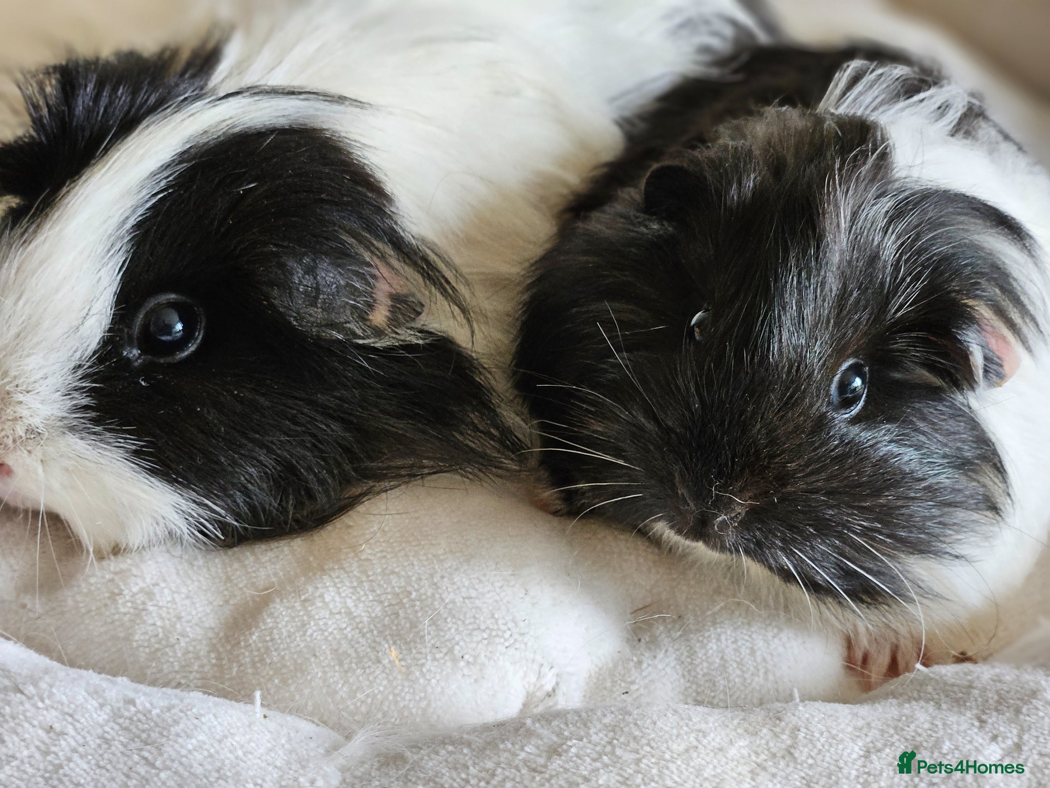 Guinea Pig rodents Various female guinea pigs  - Advert 19
