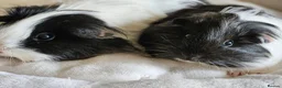 Guinea Pig rodents for sale: Various female guinea pigs  - Advert 1