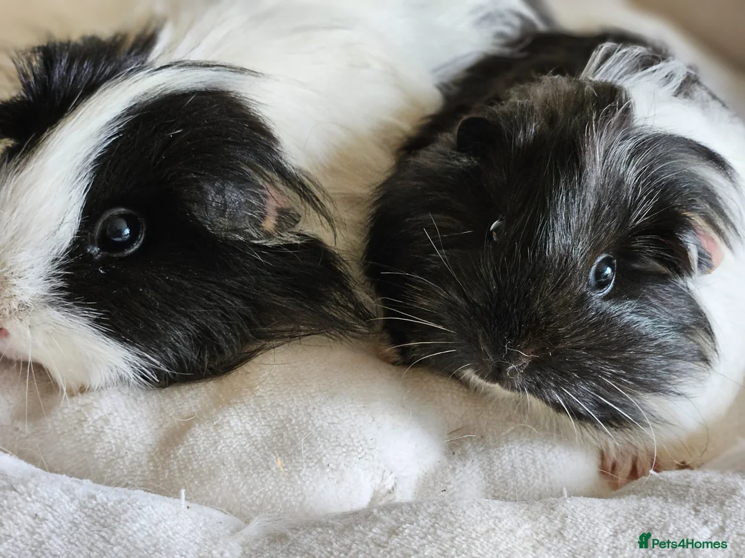 Guinea Pig rodents for sale: Various female guinea pigs  - Advert 1