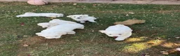 Bichon Frise dogs for sale: Hello in Stanmore - Advert 2