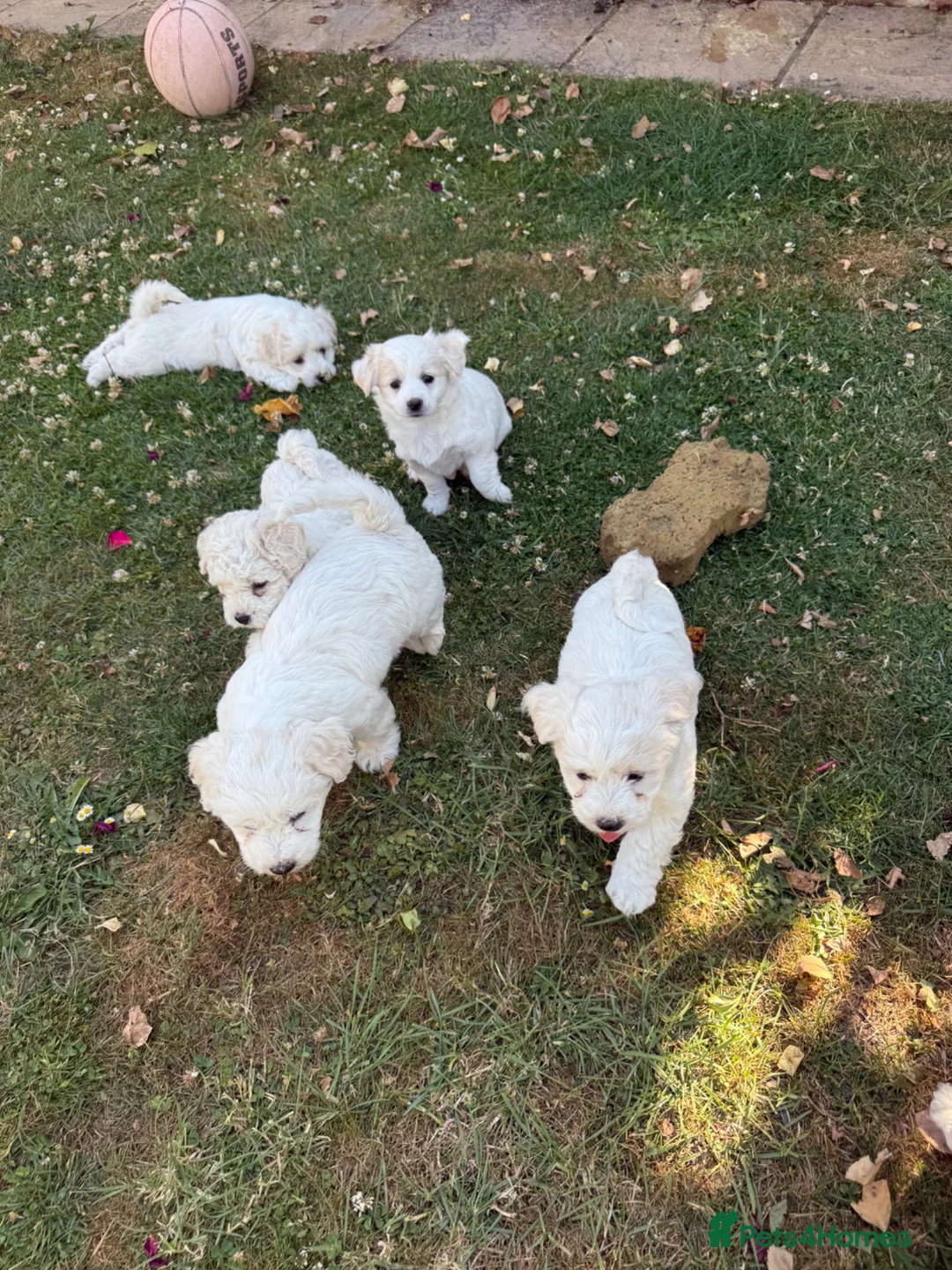 Bichon Frise dogs for sale: Hello in Stanmore - Advert 2
