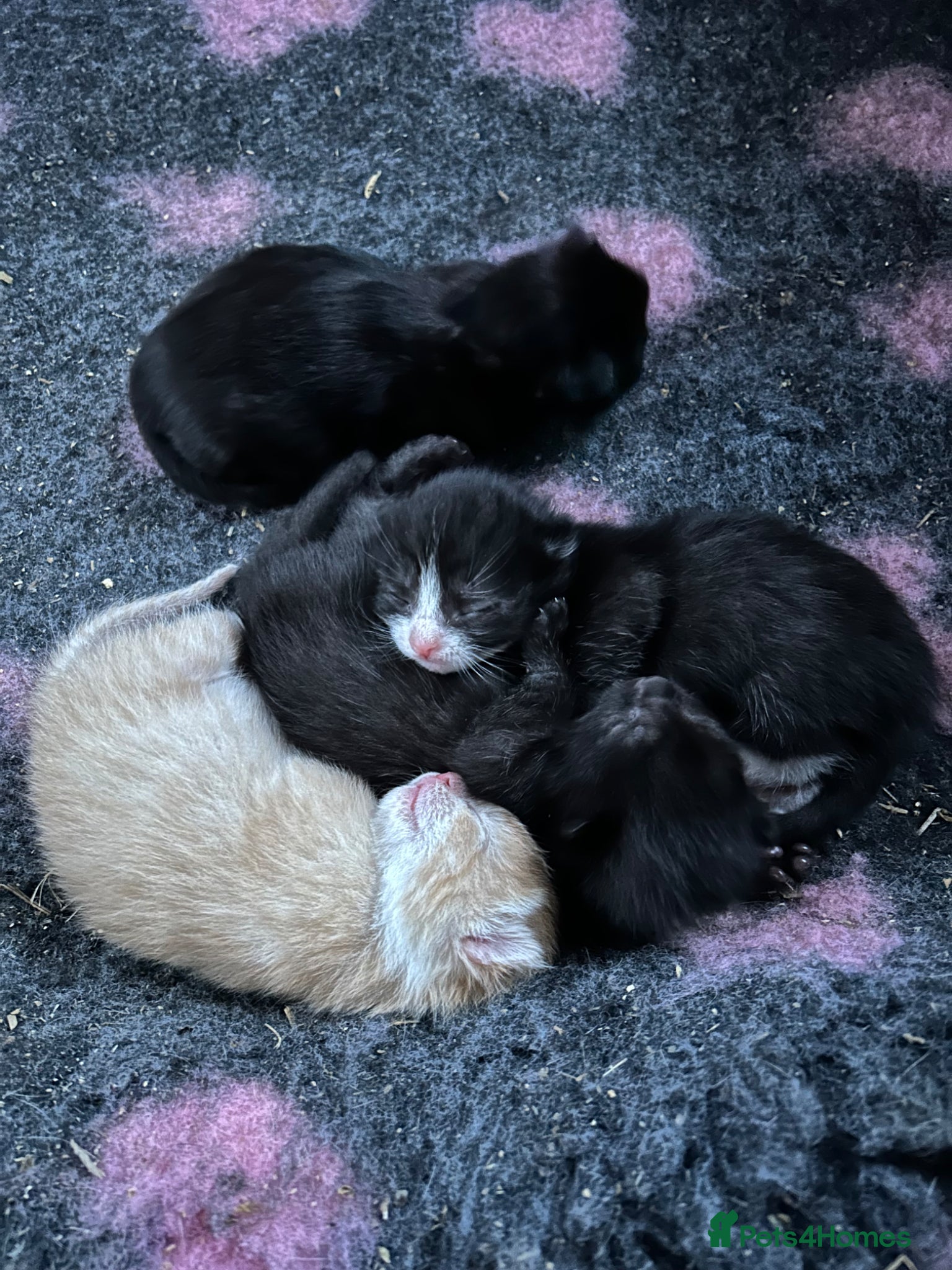 Mixed Breed cats 4 Male kittens.  - Advert 1