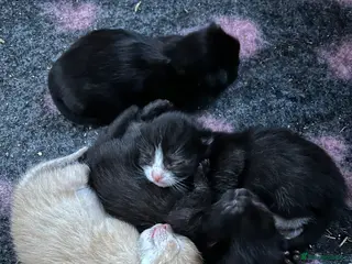 Mixed Breed cats 4 Male kittens. - Advert 6