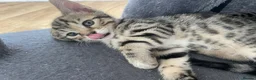 Bengal cats for sale: Bengal X READY NOW  - Advert 11