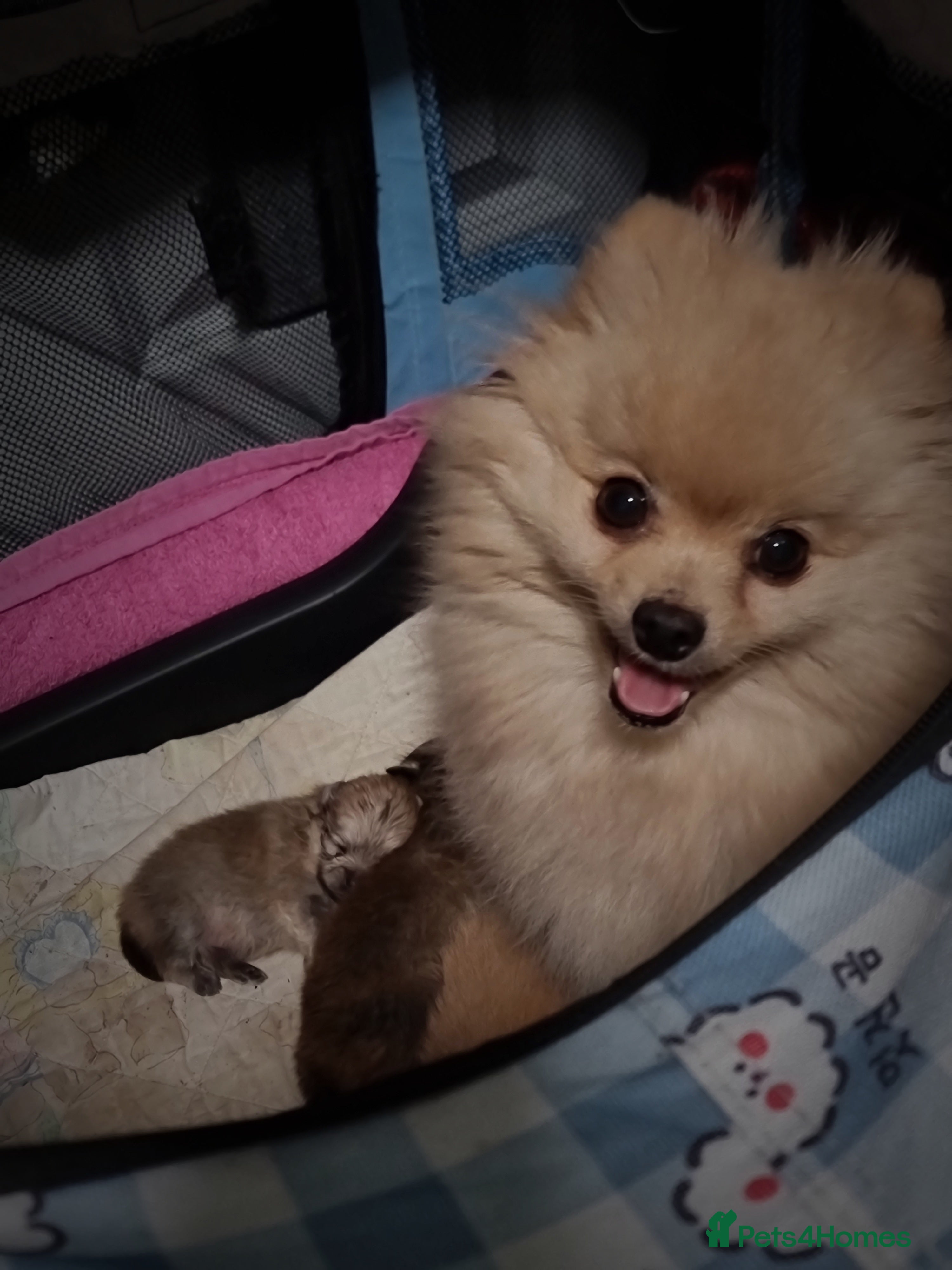 Pomeranian dogs Luxury Pomeranian Puppies for sale!!! - Advert 11