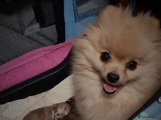 Pomeranian dogs Luxury Pomeranian Puppies for sale!!! - Advert 11