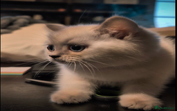 British Shorthair cats for sale: 💙❤️COLORPOINT 🐾BSH 🏆GCCF & TICA reg - Image 8