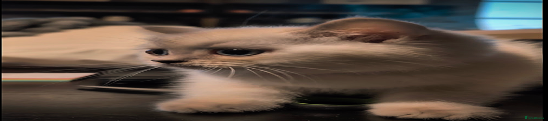 British Shorthair Kitten 3