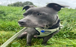 Staffordshire Bull Terrier dogs for sale: Staffordshire Bull Terrier Puppy - Image 4