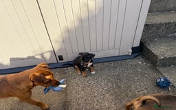 Jack Russell dogs for sale: Beautiful Jack Russell Puppies - Image 12