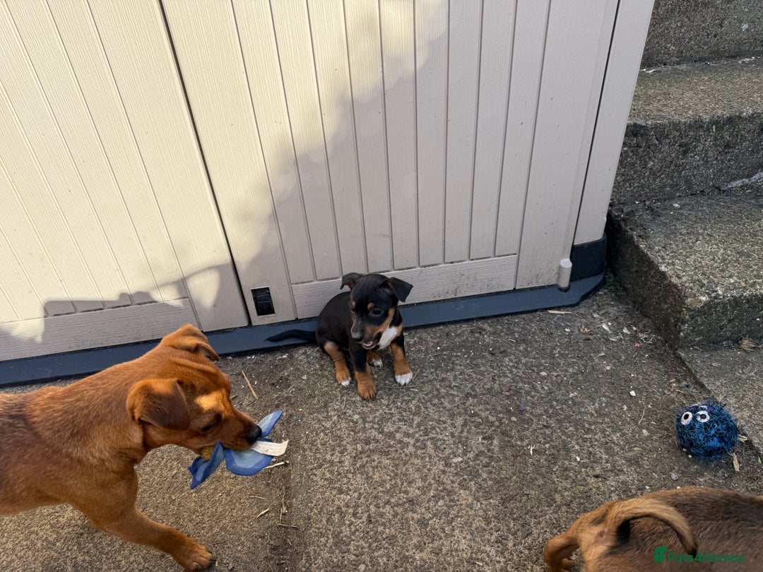 Jack Russell dogs for sale: Beautiful Jack Russell Puppies - Image 12