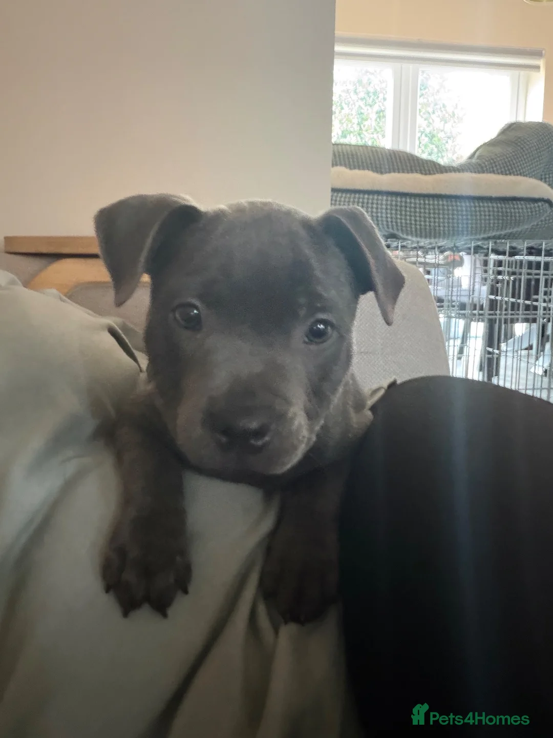 Staffordshire Bull Terrier dogs for sale: 🩷ONE GIRL LEFT KC Registered SBT - Advert 2