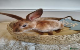 Rex rabbits for sale: Lovely Rex rabbit babies  - Image 6