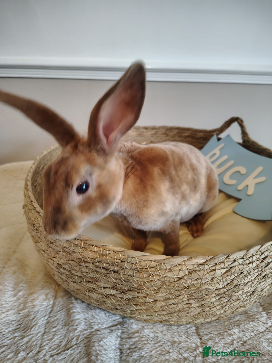 Rex rabbits for sale: Lovely Rex rabbit babies  - Image 6
