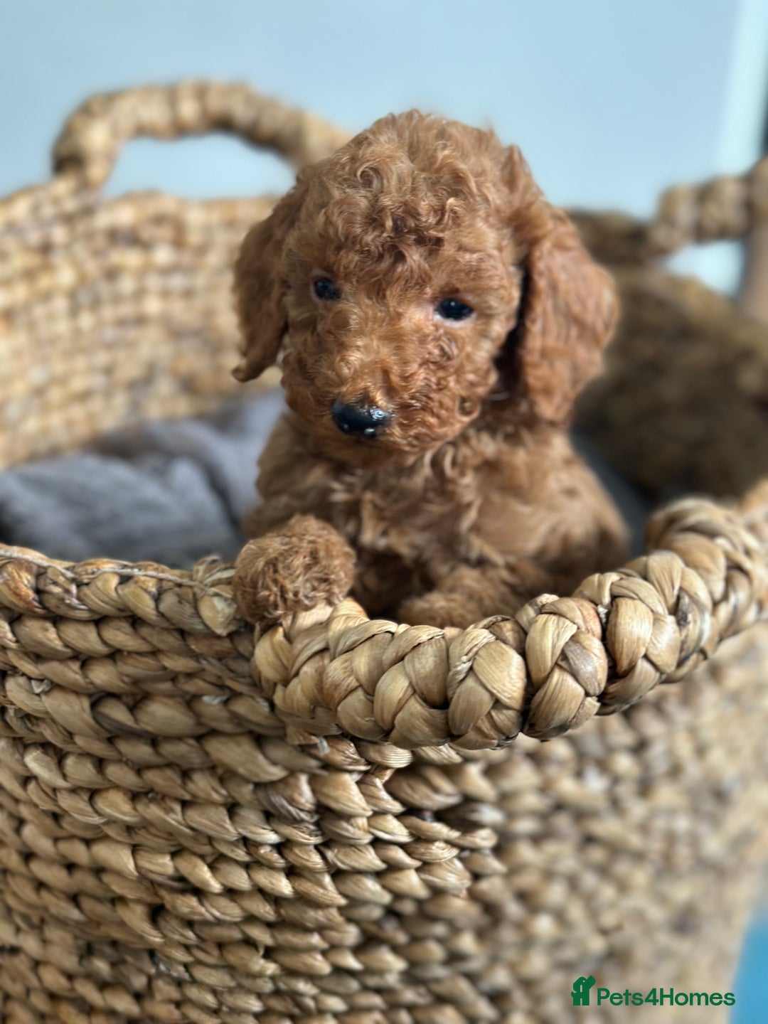 Miniature Poodle dogs for sale: 🐾 Beautiful KC 🦊 Red Miniature Poodle Puppies 🐾 - Image 15