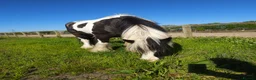 Irish Cob horses for sale: 5 year old kind natured cob gelding 13.3/14hh - Advert 4