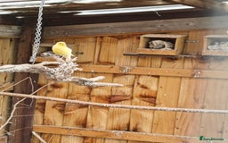 Canaries birds for sale: Canaries for sale - Image 2