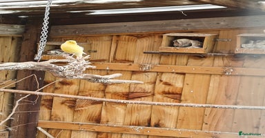 Canaries birds - Advert 8