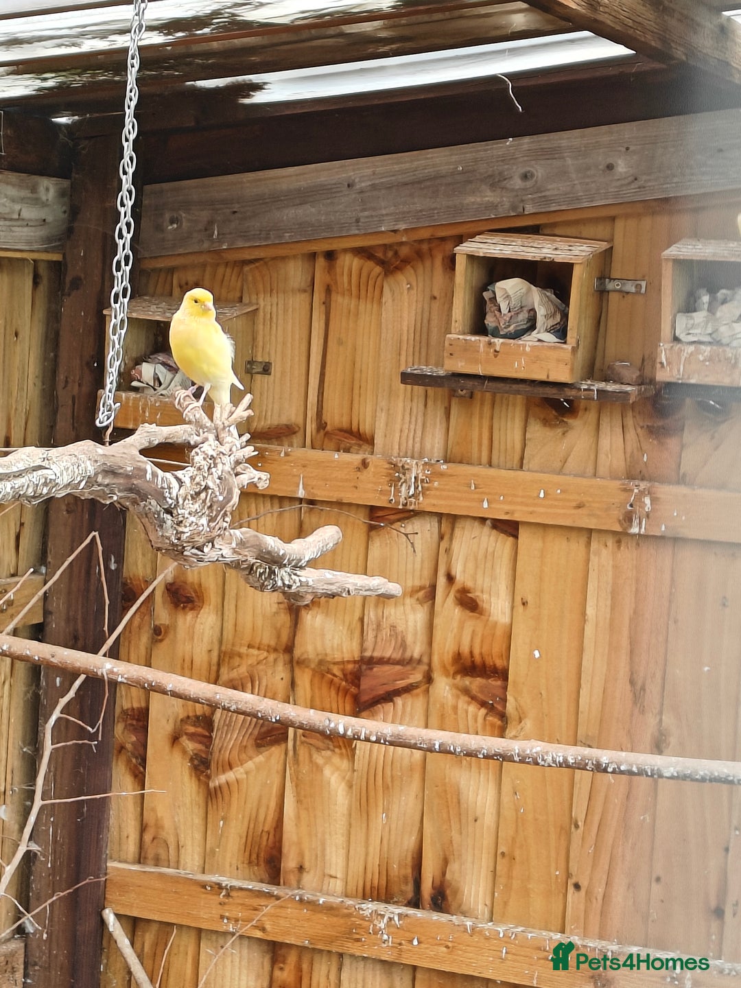 Canaries birds for sale: Canaries for sale - Image 2