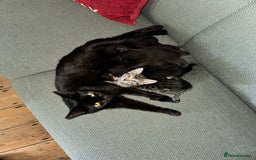 Domestic Shorthair cats for sale:  Beautiful Kittens Looking for Loving Homes - Image 6
