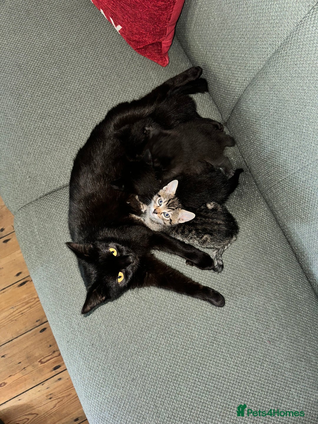 Domestic Shorthair cats for sale:  Beautiful Kittens Looking for Loving Homes - Image 6