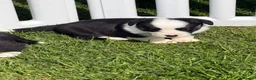 Welsh Corgi Cardigan dogs for sale: Stunning litter of Welsh cardigan corgi puppies  - Advert 12