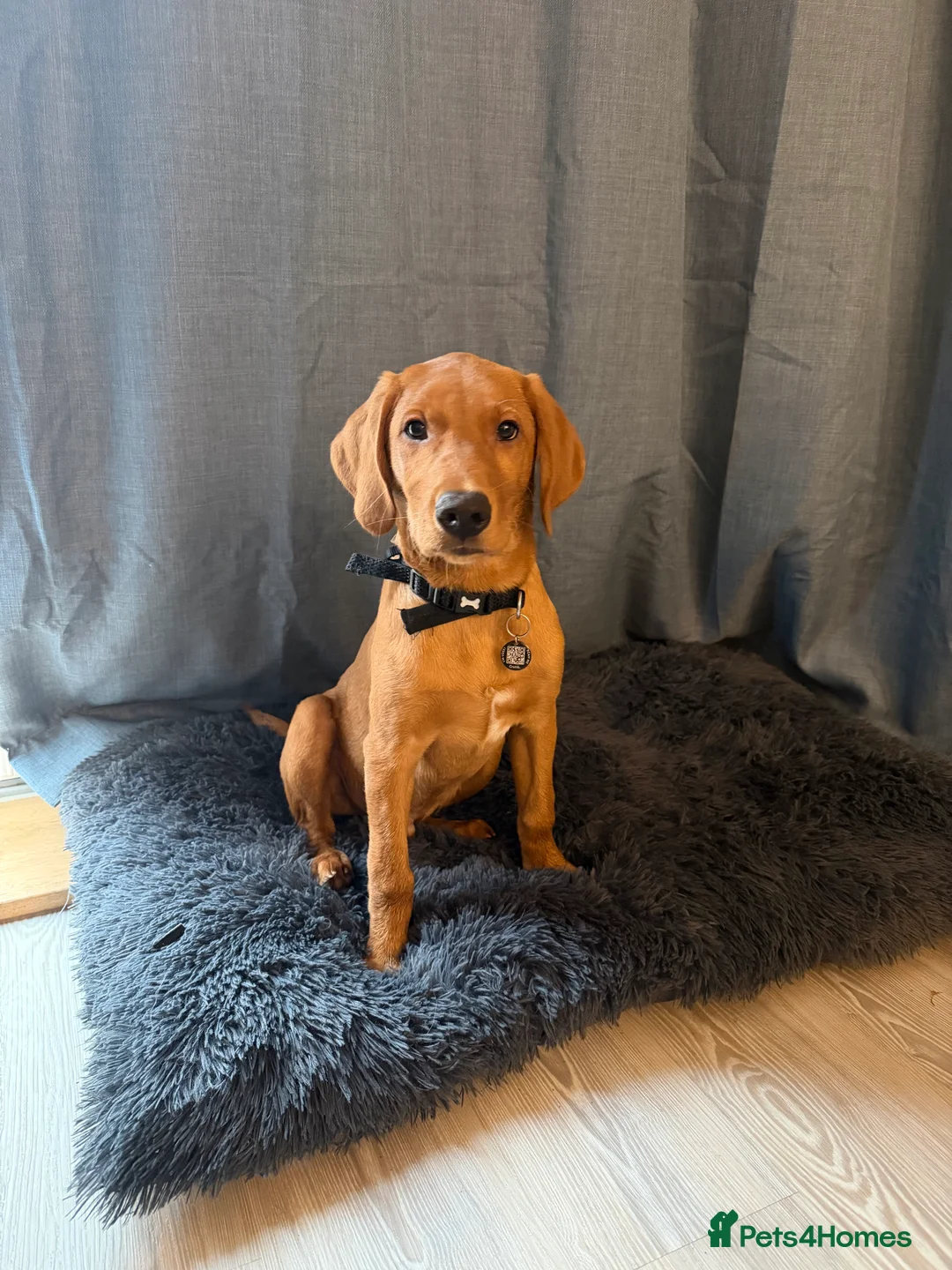 Labrador Retriever dogs for sale: 3.5 months KC Registered male puppy for sell  - Advert 5