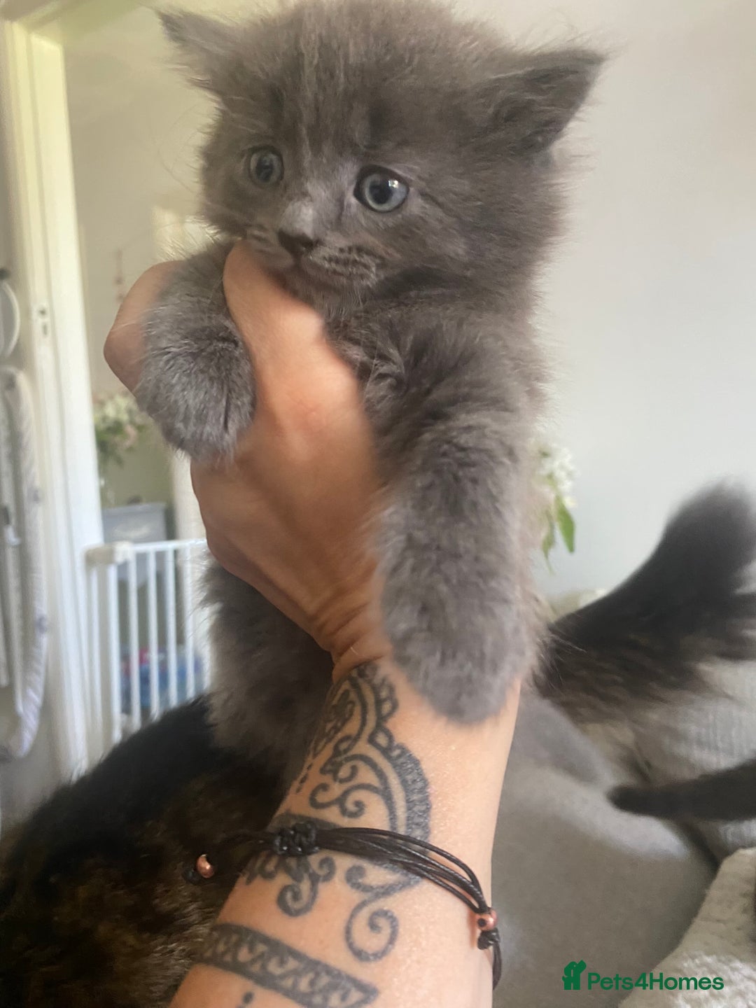 Mixed Breed cats for sale: Mainecoon and british shorthair mix  - Image 17