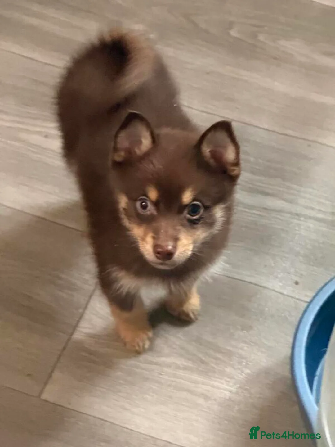 Pomsky dogs for sale: Pomsky puppies - Advert 2