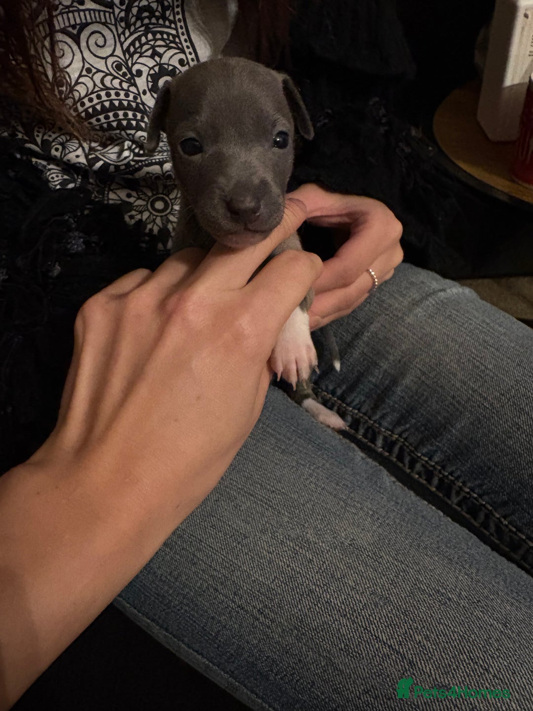 Italian Greyhound dogs for sale: KC Italian Greyhound Puppies  - Advert 38