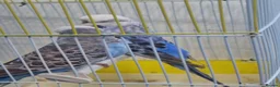 Budgerigars birds for sale: Budgies proven pairs - Advert 1