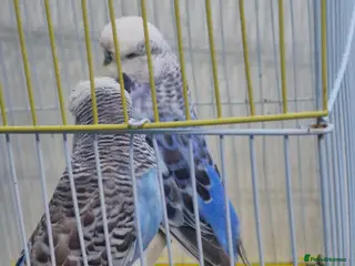 Budgerigars birds Budgies proven pairs - Advert 1
