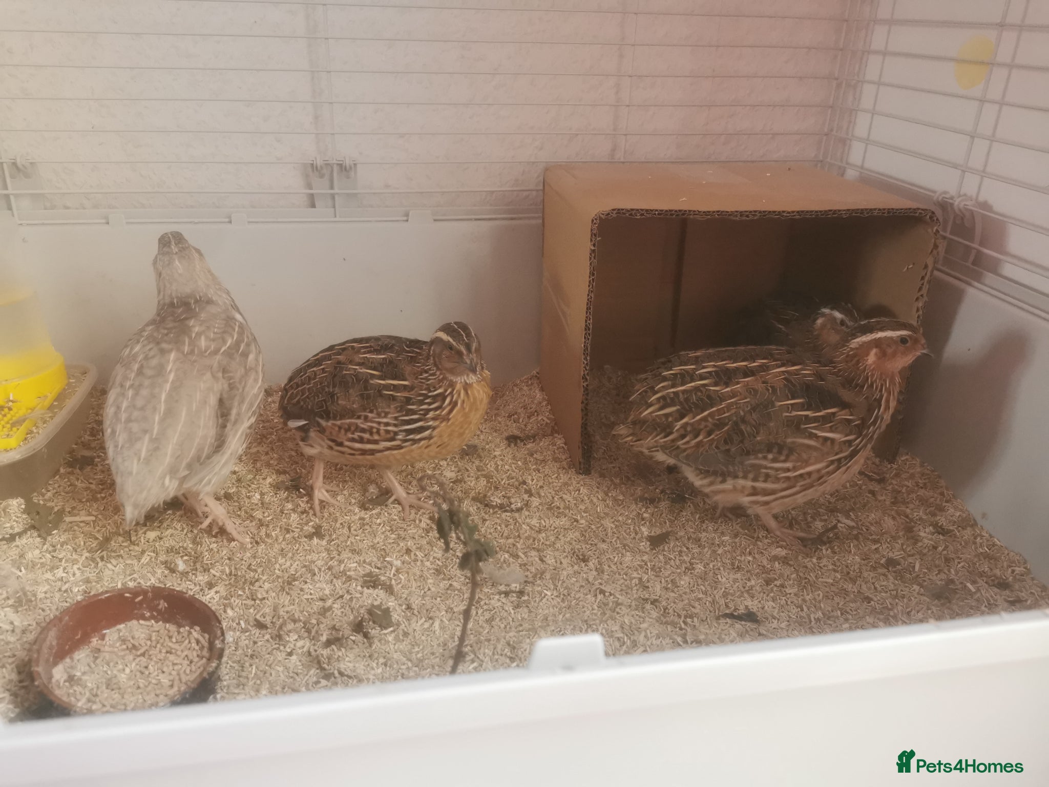 Quail poultry Male quail - Advert 16
