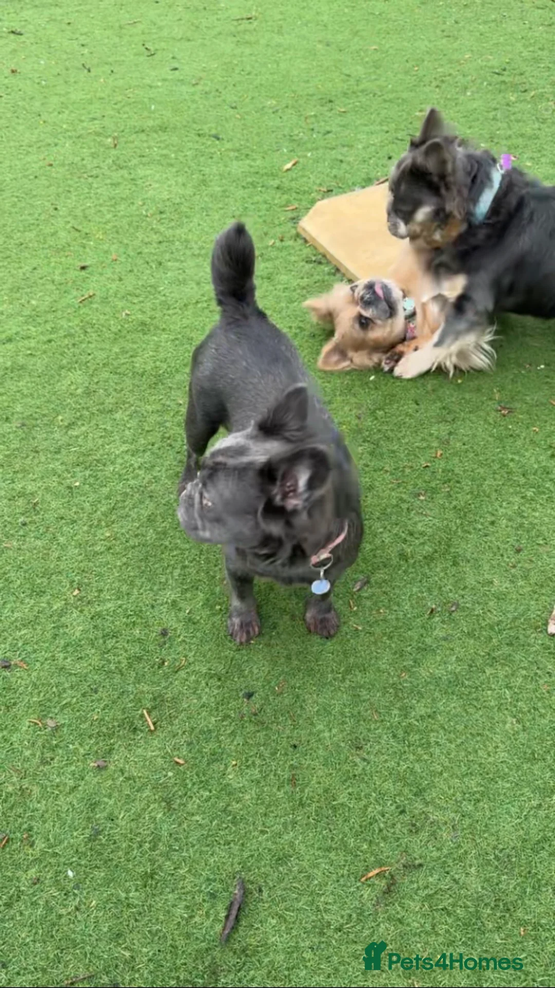 French Bulldog dogs for sale: Visual Fluffy Frenchie KC reg - Advert 1