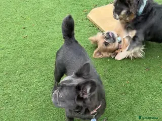 French Bulldog dogs Visual Fluffy Frenchie KC reg - Advert 3